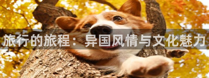 奇优影视免费观看电视剧手机版